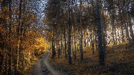 Осенняя дорога