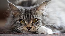Забавная кошка