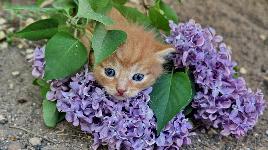 Котенок в сирени