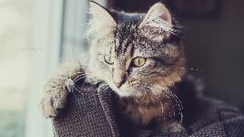 Кошка 3