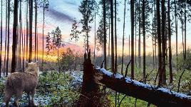 Волк в лесу 2