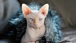 Кошка Сфинкс