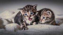 Котята резвятся