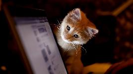Любопытный котенок