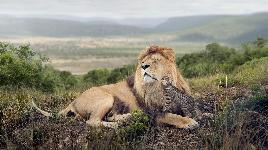 Кошачья дружба