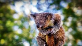 Коала 2