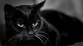 Черная кошка