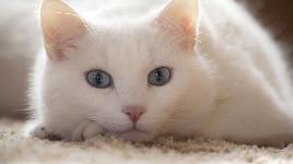 Белая кошка