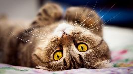 Кошка