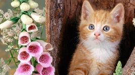 Обаятельный котенок