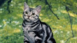 Кошка 2
