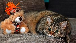 Кошка с игрушкой
