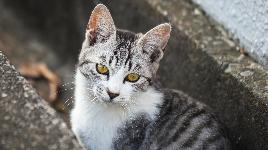 Кошка 4