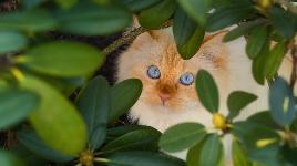 Кошка из кустов