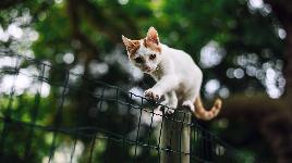 Кошка по забору