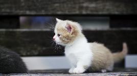 Котенок 6
