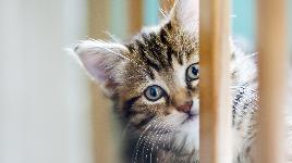 Кошка 29