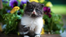 Темный котенок