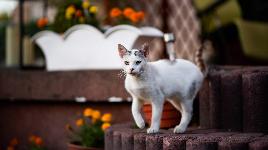 Кошка 30