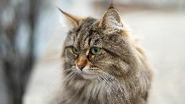 Кошка 31