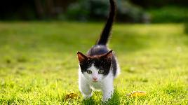 Котенок на природе
