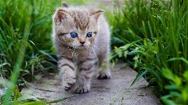 Котенок на природе 2