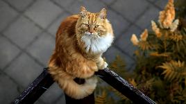 Рыжий кот
