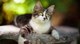 Кошка 5