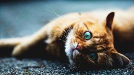 Кошка 8