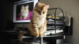 Рыжий котенок