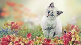 Котенок в цветах
