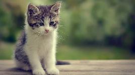 Котенок 2