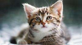 Кошка 9