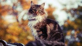 Кошка на природе