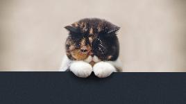 Милота