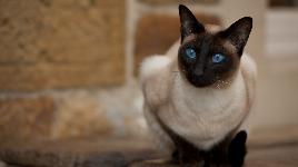 Кошка 12