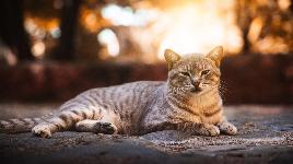 Кошка 17