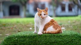Кошка 25