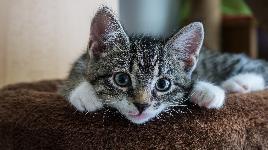 Котенок 5