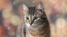 Кошка 27
