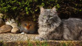 Две кошки