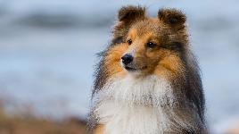 Колли длинношёрстный