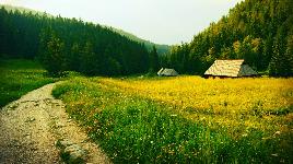 Дома в поле