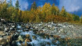 Сквозь камни