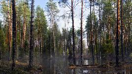 Классический лес
